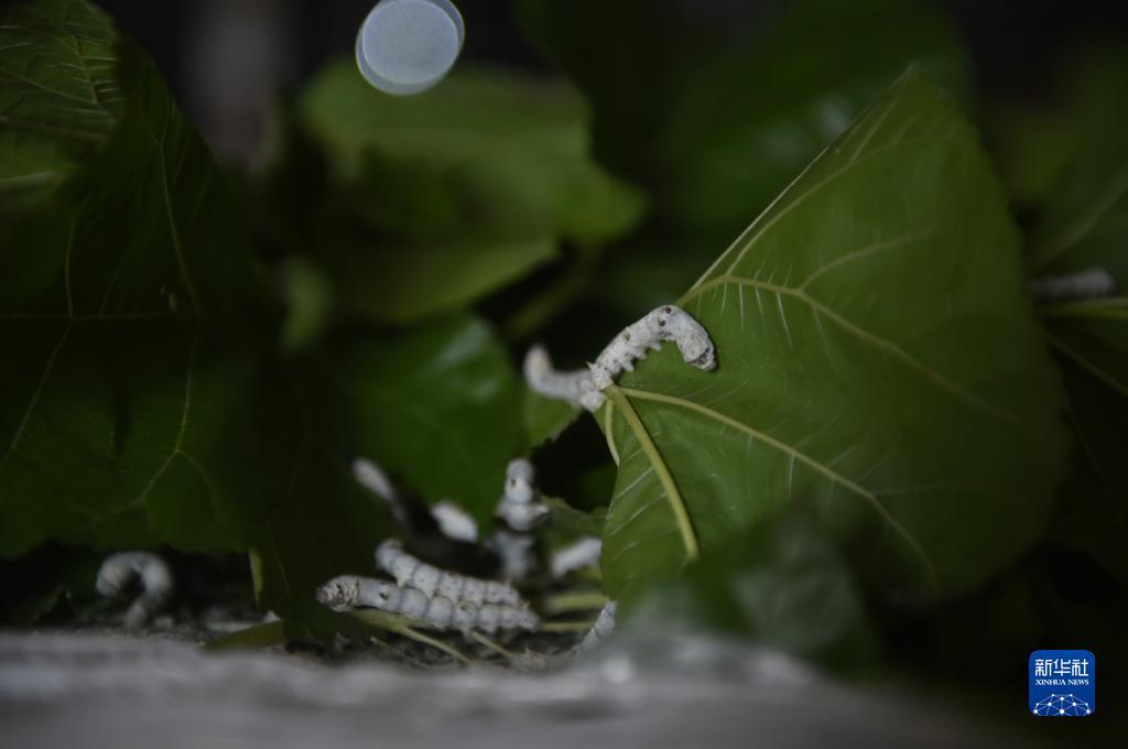 白菜网开户送体验金
